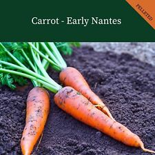 Carrot early nantes for sale  SALISBURY