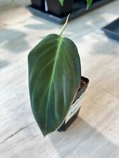 Philodendron gigas babypflanze gebraucht kaufen  Fritzlar