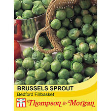 Brussels sprout bedford for sale  IPSWICH