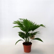 Pianta livistona rotundifolia usato  Terlizzi