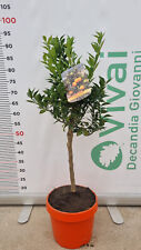 Pianta chinotto bonsai usato  Altamura