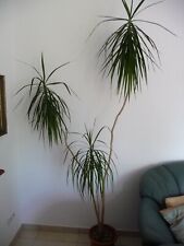 drachenbaum pflanze palme gebraucht kaufen  MH-Speldorf