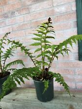 Australian tree fern for sale  Groves