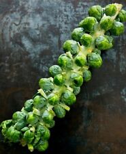 Brussel sprouts vegetable for sale  Southampton