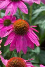 Echinacea coneflower pow for sale  SALISBURY