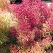 Seafoam aristata teloxys usato  Spedire a Italy