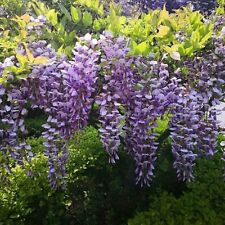 Wisteria tree standard for sale  UK