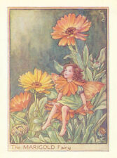 Marigold fairy cicely for sale  LONDON