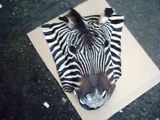 Präparat zebra zebrafell gebraucht kaufen  Münster