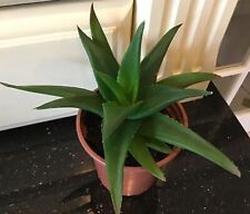 Large haworthia plant. for sale  BATH