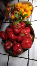 Sementes de pimenta Manzano laranja e vermelha mistas (24 sementes por pacote) FRETE GRÁTIS comprar usado  Enviando para Brazil