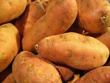 Batata doce | Certificado pelo USDA para plantio de 226 gramas de semente de batata 2024 comprar usado  Enviando para Brazil