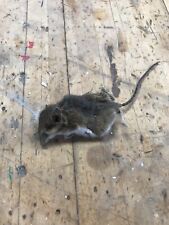 Deer mouse taxidermy for sale  Shreve