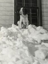 Dog pile snow for sale  West Hartford