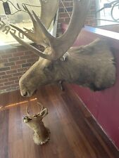 Moose head for sale  Emporia