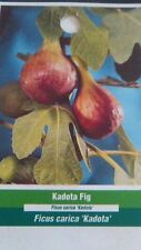 Kadota fig tree for sale  Ben Wheeler