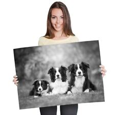 Border collie family for sale  Shipping to Ireland