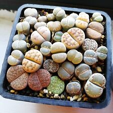 Lithops mix seeds for sale  Augusta