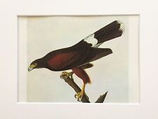 Harris hawk audubon for sale  NORWICH