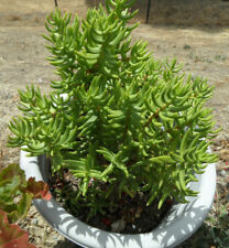 Lot crassula tetragona for sale  Antioch