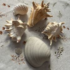 Large seashells lot for sale  Swedesboro