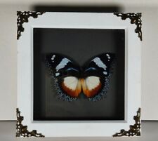 Framed butterfly. madagascan for sale  NEWARK