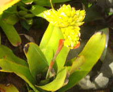 Bromeliad hohenbergia disjunct for sale  USA