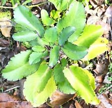 Planta Fey lougarou amarpoi Kalanchoe pinnata Aire Planta Bryophyllum Árbol de la vida segunda mano  Embacar hacia Spain
