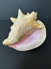 queen conch for sale  Wingo