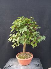 Bonsai acer palmatum usato  Montevarchi