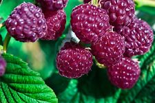 Royalty purple raspberry for sale  Albany