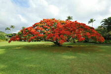 Delonix regia albero usato  Torino