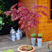 Acer palmatum inaba for sale  PETERBOROUGH