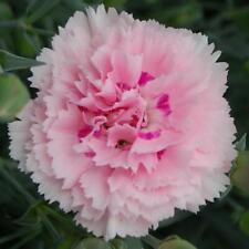 Dianthus scent first for sale  Shipping to Ireland