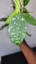 Hoya phuwuaensis unrooted for sale  HATFIELD
