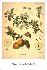 Apple vintage botanical for sale  Pacoima
