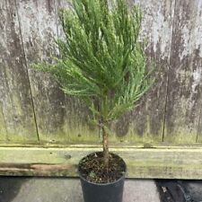 Giant redwood tree for sale  CHORLEY