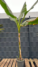 Musa sikkimensis red gebraucht kaufen  Springe