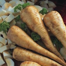 Vegetable parsnip tender for sale  SOUTHEND-ON-SEA