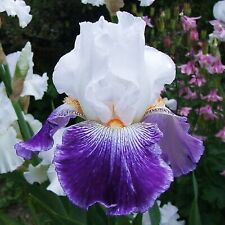 edilkamin iris ventole usato  Vilminore Di Scalve