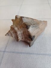 Natural conch sea for sale  BRISTOL