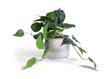 Used, Artificial Satin Faux Pothos Plant With Heart-Shaped Leaves- Green By Habitat for sale  Shipping to South Africa