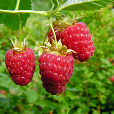 Raspberry long cane for sale  PETERBOROUGH