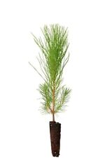 Loblolly pine tree for sale  Moultrie