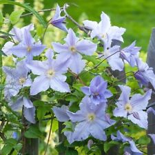Clematis blue angel for sale  TYWYN
