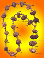 Rudraksha Siddha Mala - Tamanho de colecionador/combinação de 1 Mukhi a 21 Mukhi Rudrak comprar usado  Enviando para Brazil