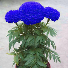 1 Pack 120 Blue Marigold Seeds Tagetes Garden Flowers for sale  Shipping to South Africa