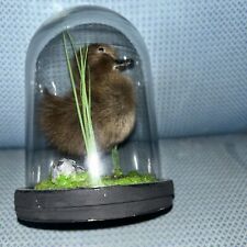 Taxidermy duckling anas for sale  MACHYNLLETH