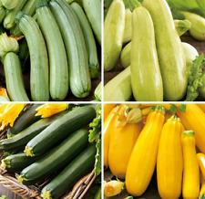 Set zucchini samen gebraucht kaufen  Parey