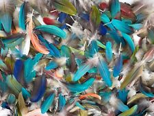 400 macaw feathers for sale  Wadmalaw Island